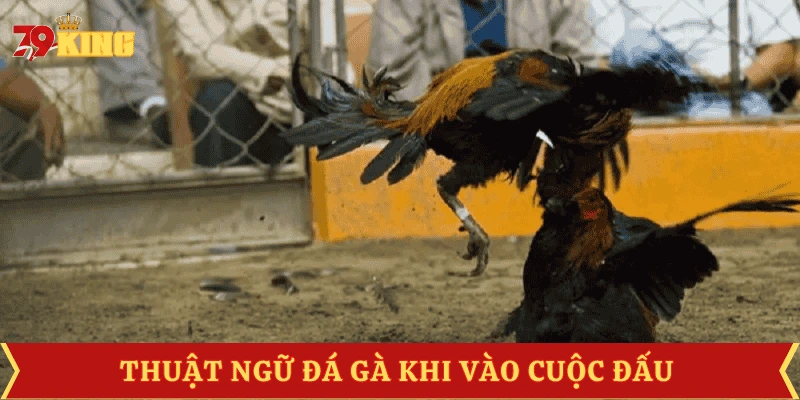 thuat-ngu-da-ga-trong-cuoc-dau