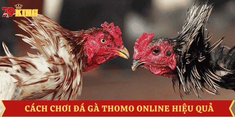 cach-choi-da-ga-thomo
