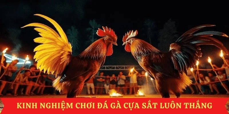 da-ga-cua-sat-kinh-nghiem-choi-luon-thang