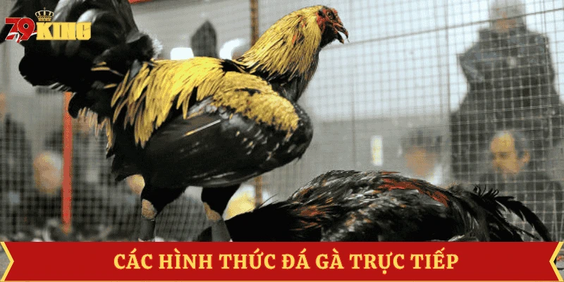 da-ga-truc-tiep-cac-hinh-thuc