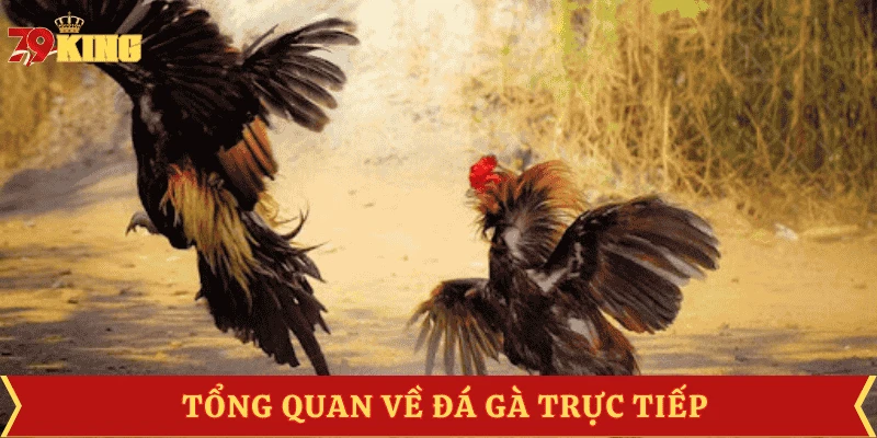 da-ga-truc-tiep-la-gi