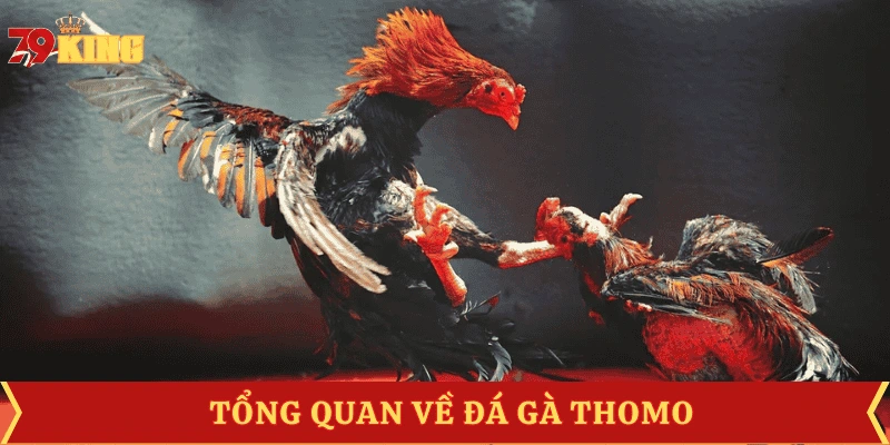 gioi-thieu-da-ga-thomo
