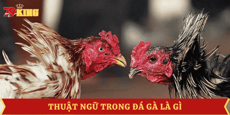 gioi-thieu-thuat-ngu-da-ga