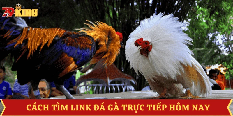 link-da-ga-truc-tiep-hom-nay