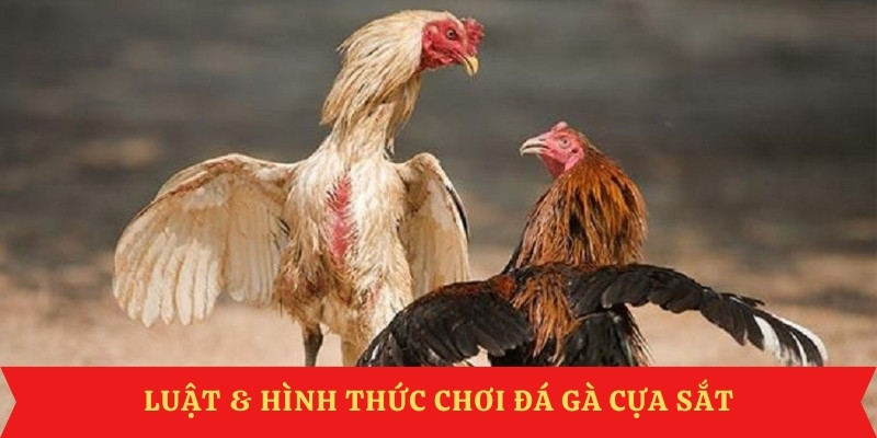 luat-cach-thuc-thi-da-ga-cua-sat