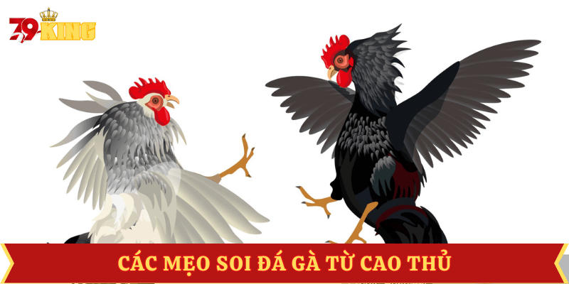 meo-soi-da-ga-tu-cao-thu