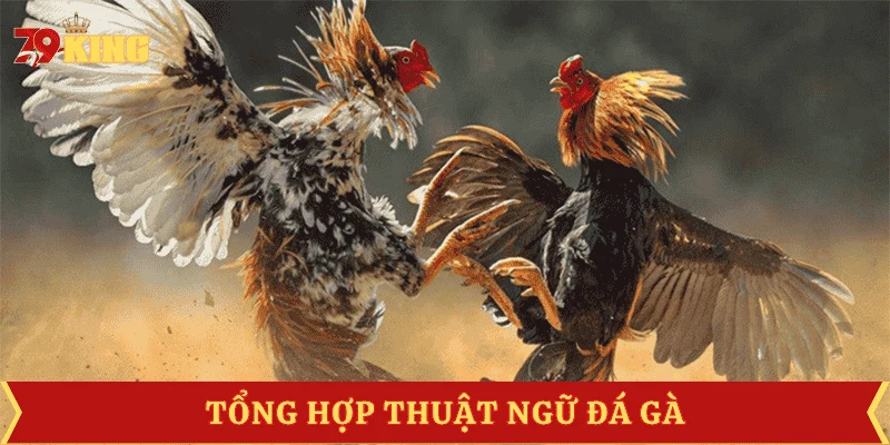 thuat-ngu-da-ga-dac-diem-chien-ke