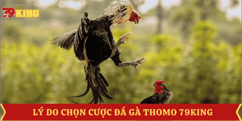 uu-diem-da-ga-thomo-79king