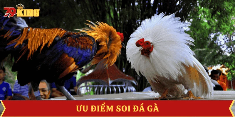 uu-diem-meo-soi-da-ga