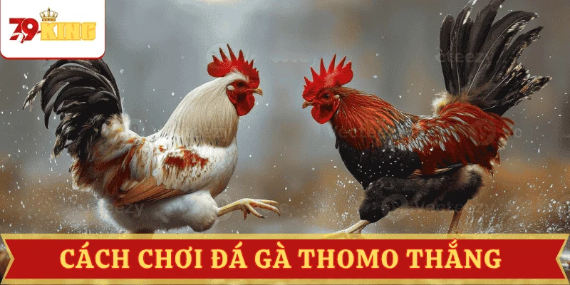 cach-choi-da-ga-thomo